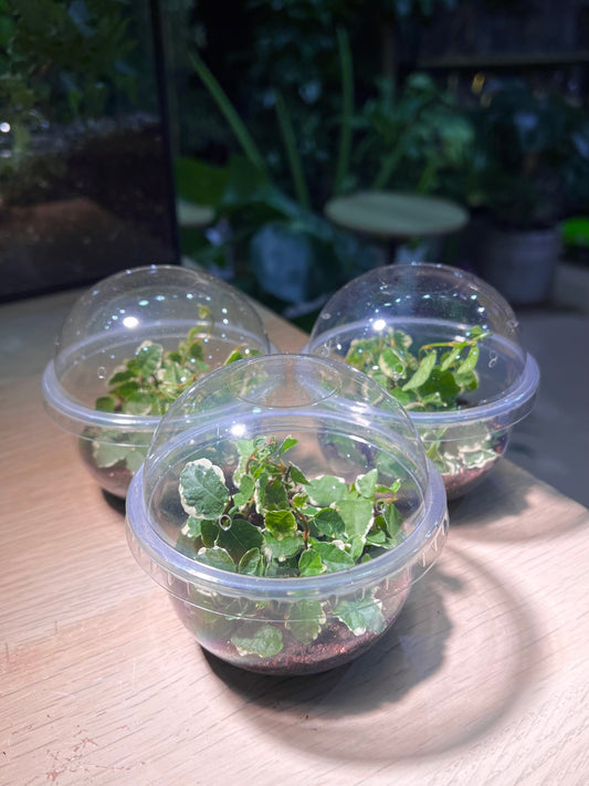 Cupcake Pot - Ficus Pumila