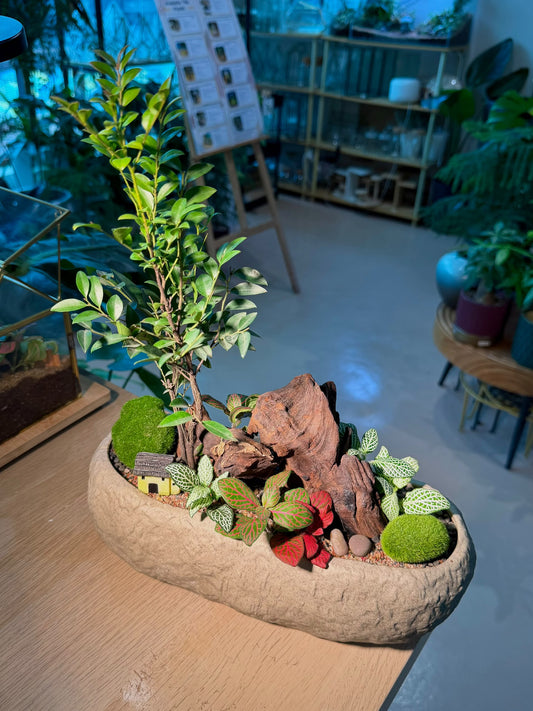 Indoor Plant Arrangement Diospyros Buxifolia & Fittonia Bonsai (黄杨叶柿 & 网纹草) in Faux Stone Pot