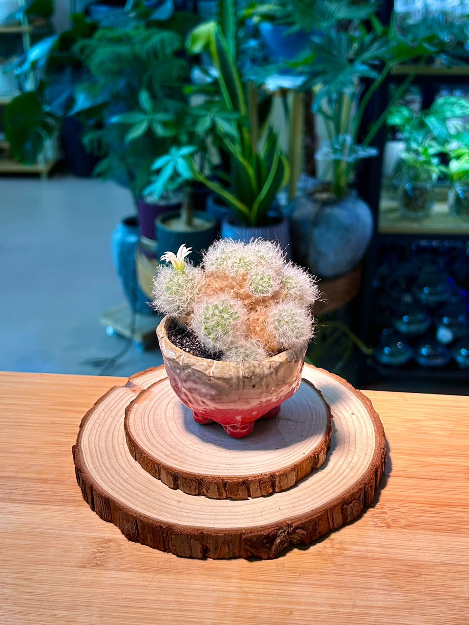 Mammillaria Plumosa (Feather Cactus) in Ceramic Pot