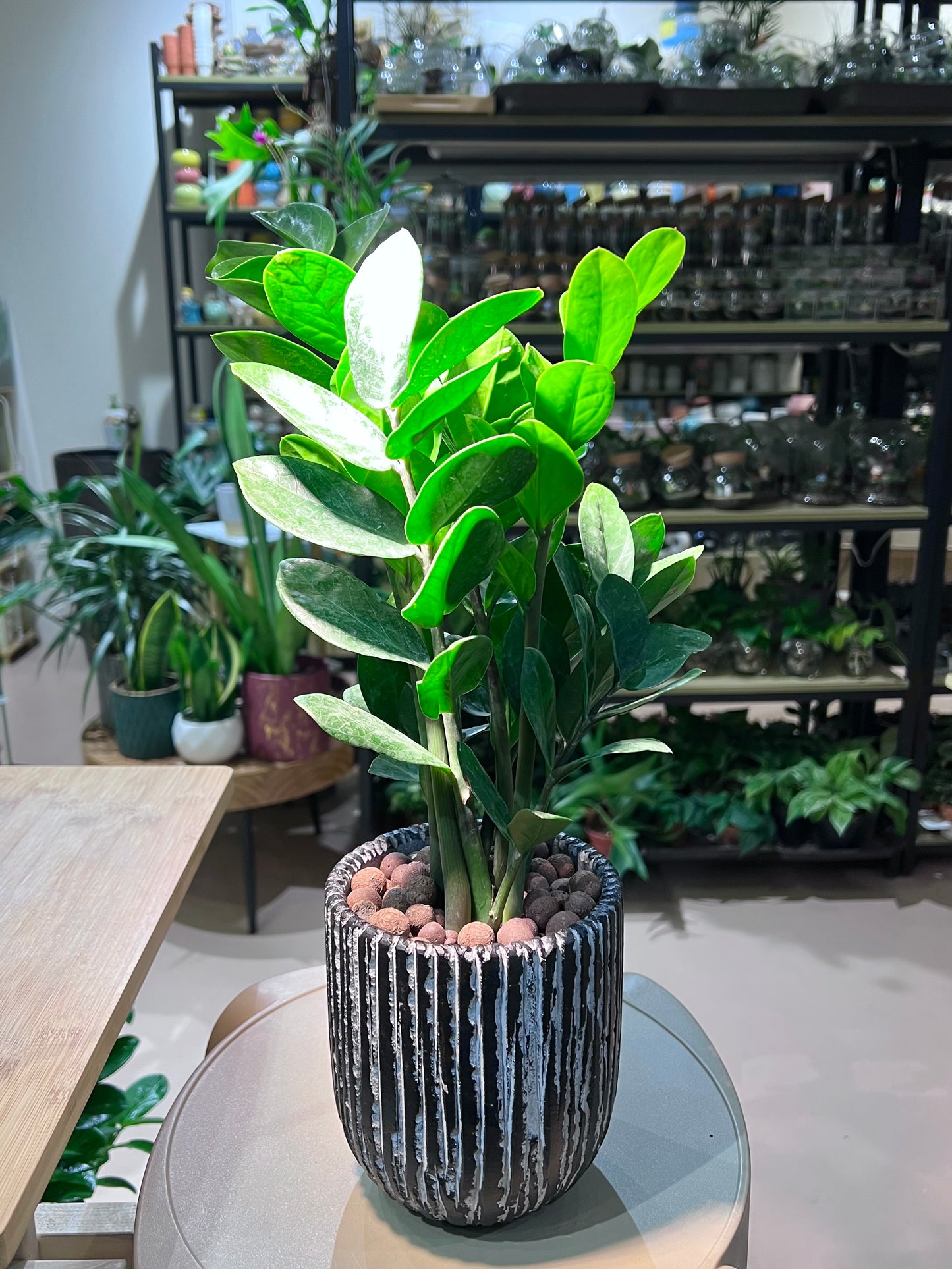 CNY Theme - Zz Plant in Matt Black Straight Designed Ceramic Pot