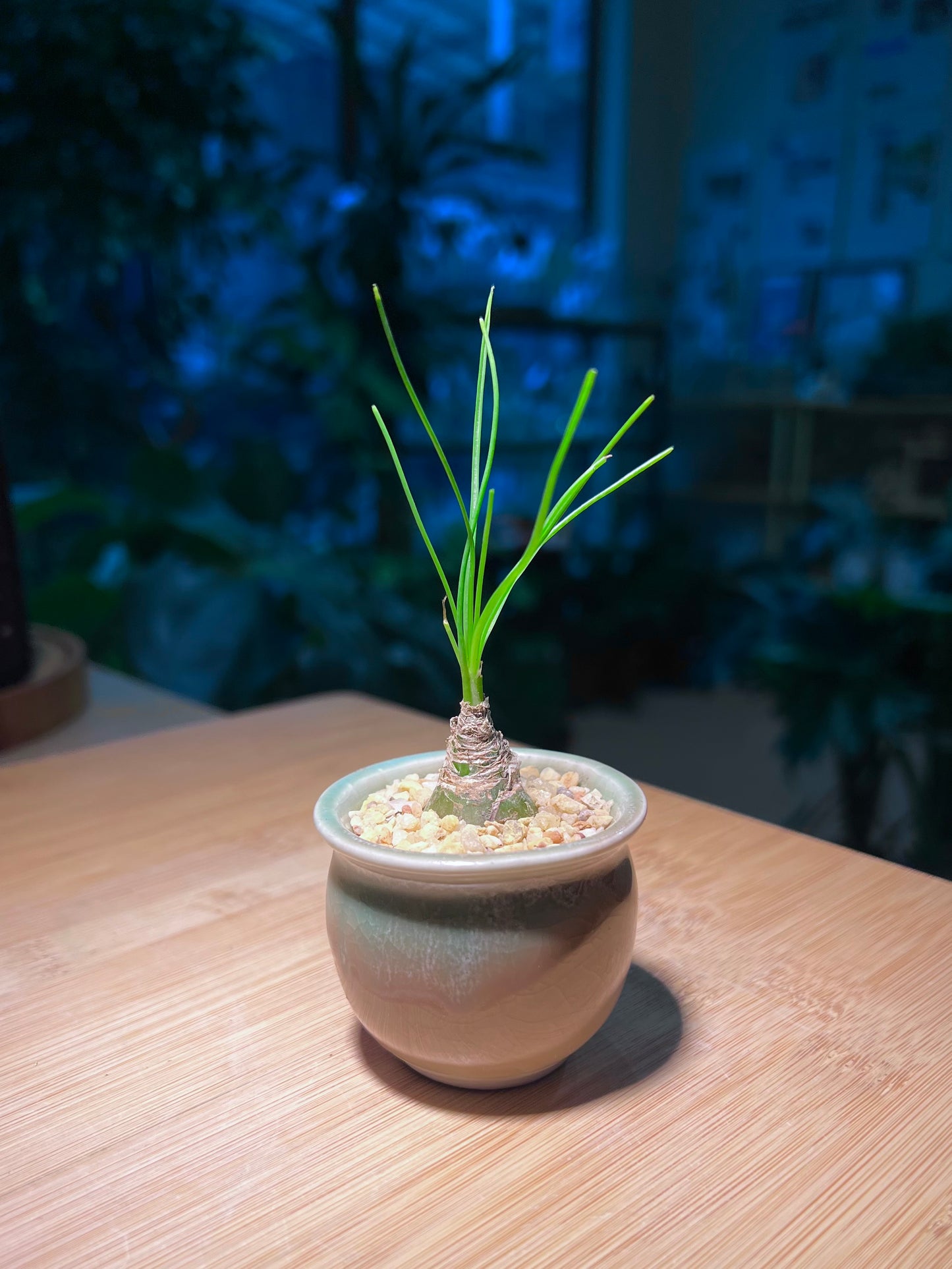 Albuca Humilis in Bicolor Ceramic Pot