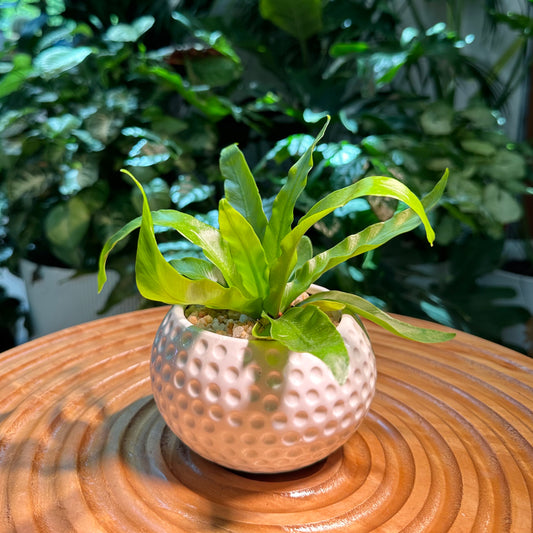 Asplenium Nidus Bird’s Nest Fern in White Designer Pot