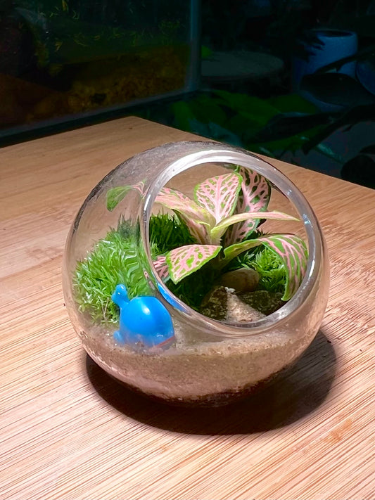 Fittonia with Moss Arrangement in Round Glass (XS)