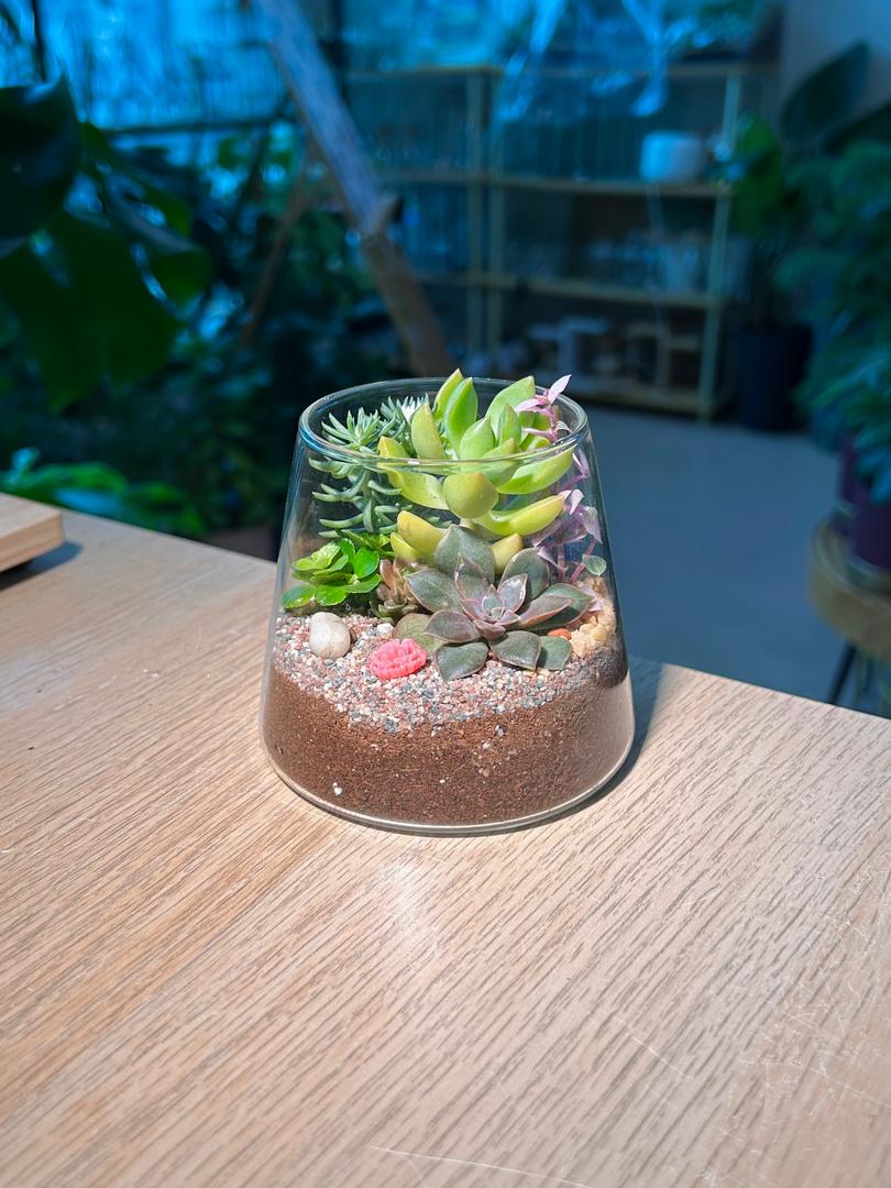 Succulent Terrarium in Fuji Glass