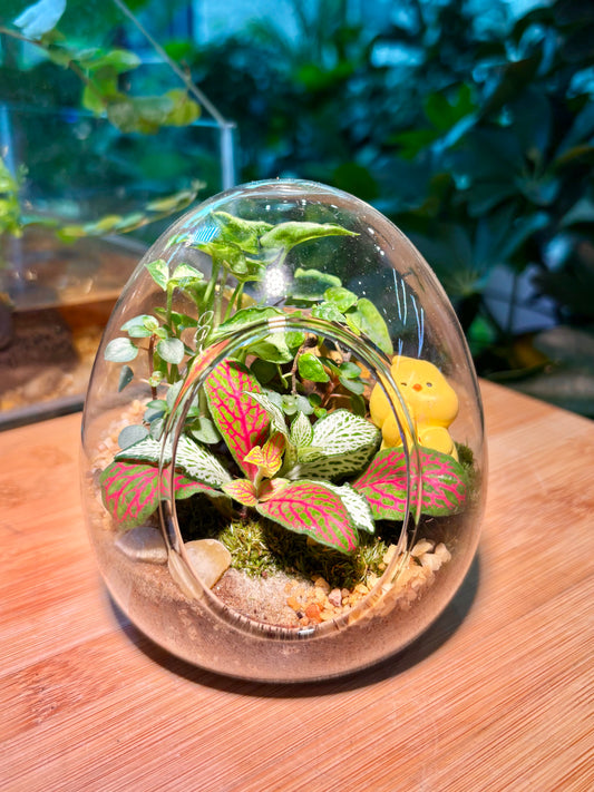Indoor Plant in Cute Glass Terrarium 🪺🐣