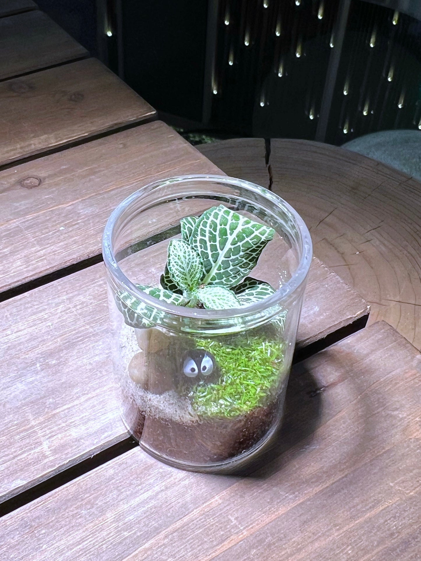 Fittonia with Moss Arrangement in Small Cylindrical Glass