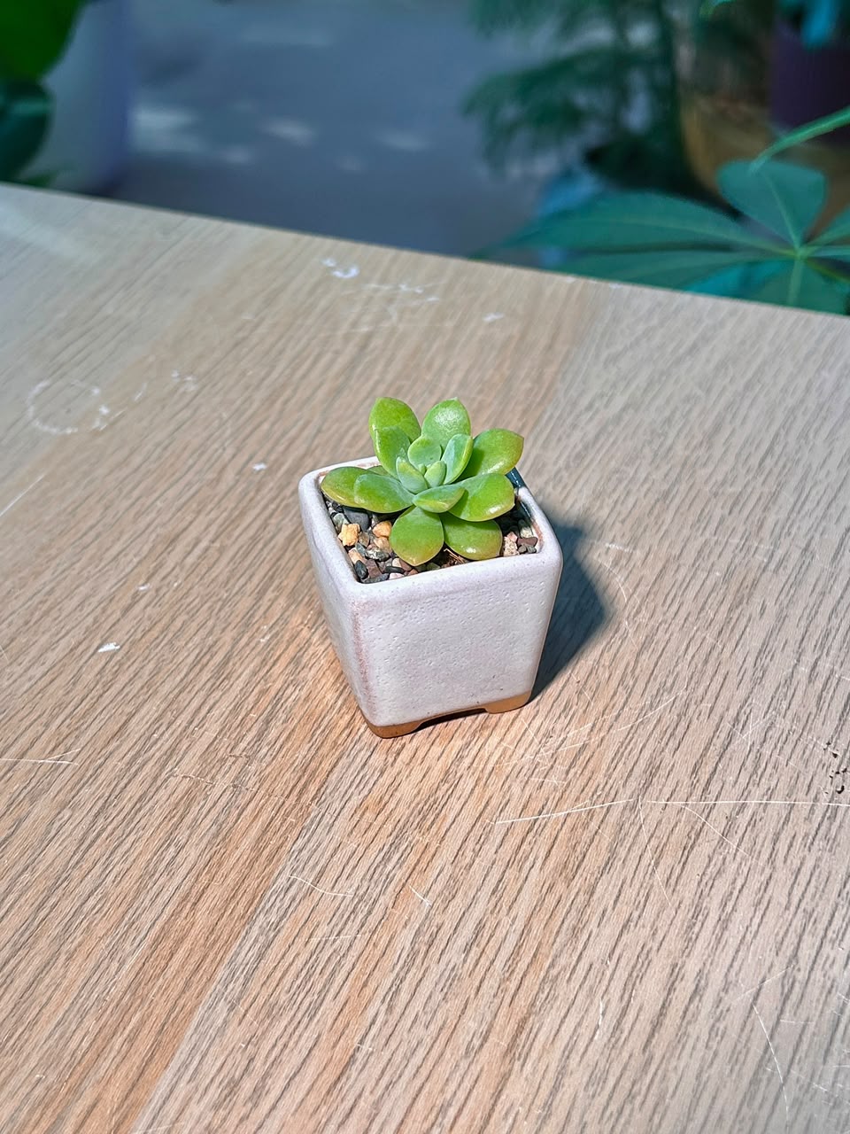 Echeveria Succulent (月影多肉) Echeveria Elegans in White Matte Ceramic Pot