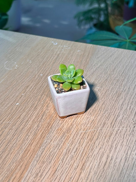 Echeveria Succulent (月影多肉) Echeveria Elegans in White Matte Ceramic Pot