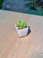 Echeveria Succulent (月影多肉) Echeveria Elegans in White Matte Ceramic Pot