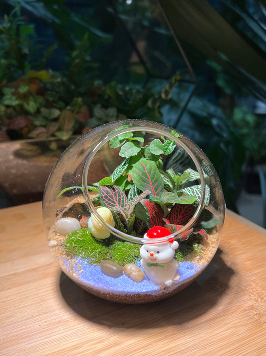 Christmas Theme - Fittonia and Ficus Pumila with Moss Arrangement in Round Glass