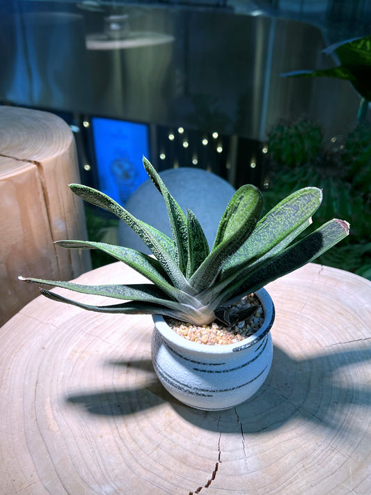 Gasteria in Matt Textured Designed Claypot