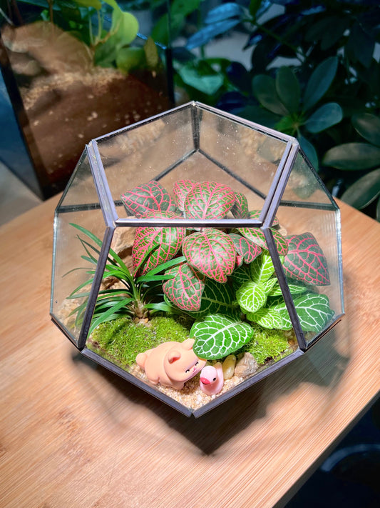 Fittonia with Moss Arrangement in Nonagon Glass (S)