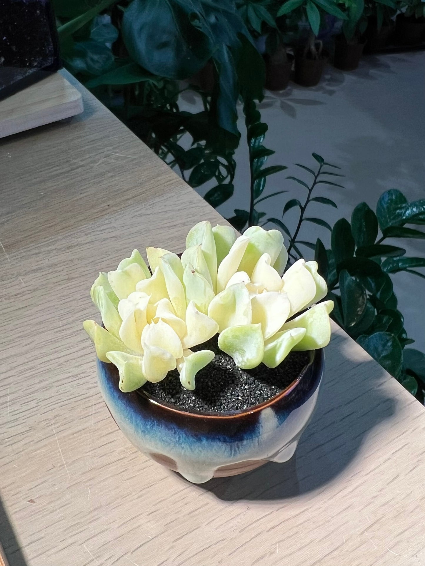 Echerveria “Topsy Turvy” in Ceramic Pot