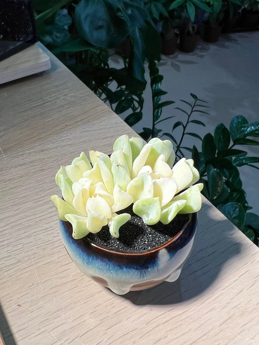 Echerveria “Topsy Turvy” in Ceramic Pot