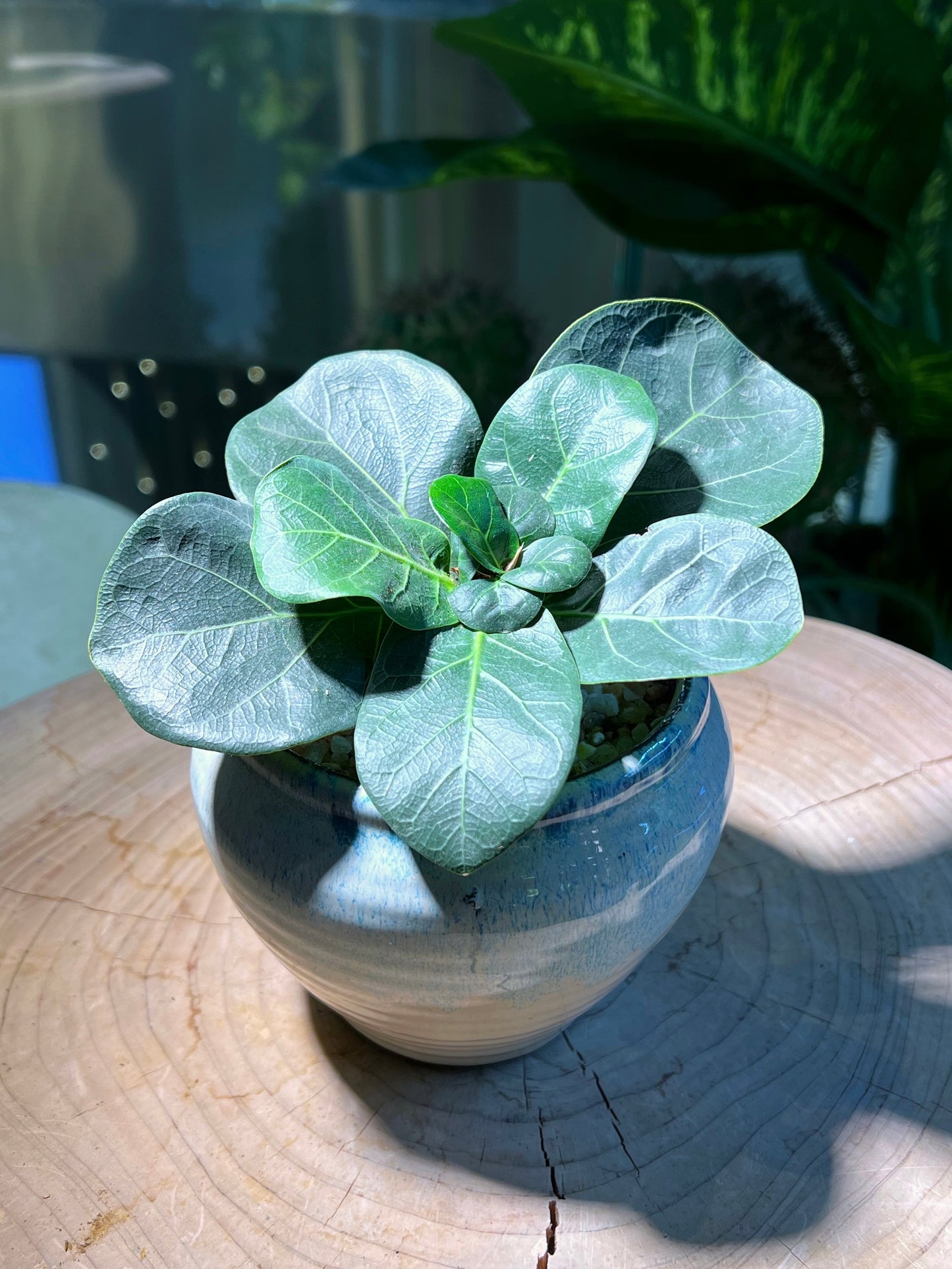 Ficus Lyrata in Sea Blue Ceramic Pot