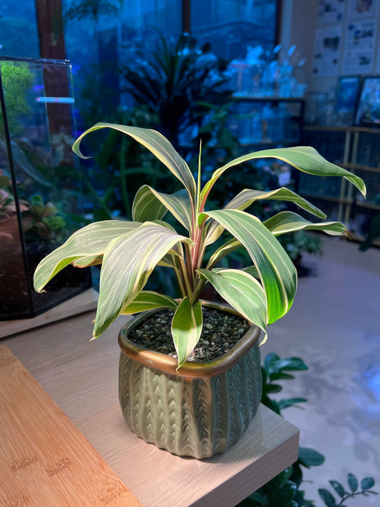 Cordyline Fruticosa (好运植物) in Square Ceramic Pot