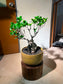 Ficus Ginseng (Bonsai Indoor Plant) in Round Ceramic Pot