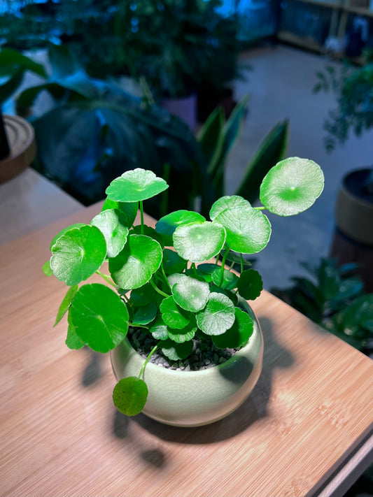 Hydrocotyle Vulgaris in Light Green Ceramic Pot