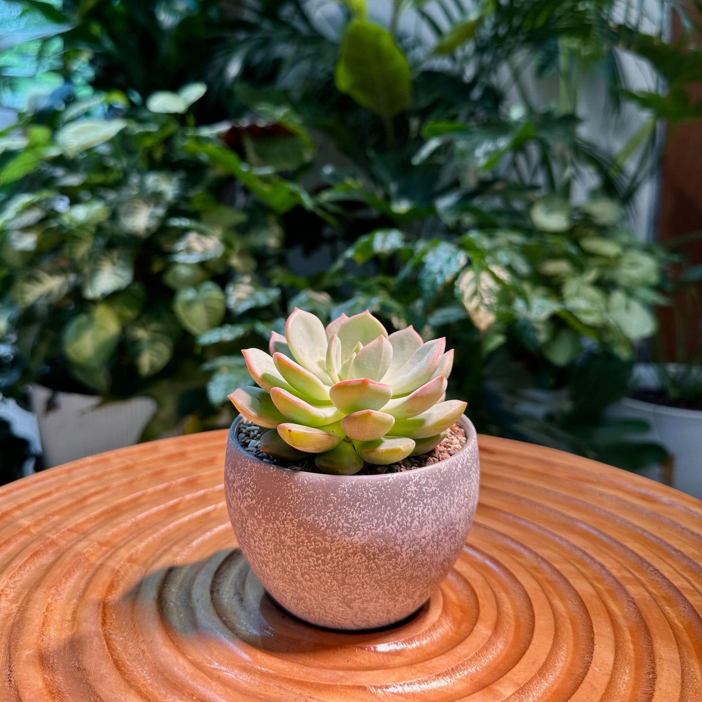 Echeveria Collection in Grey Matte Designer Pot