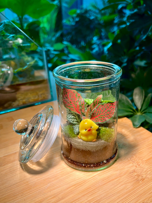 Fittonia with Moss Arrangement in Terrarium Jar (M)