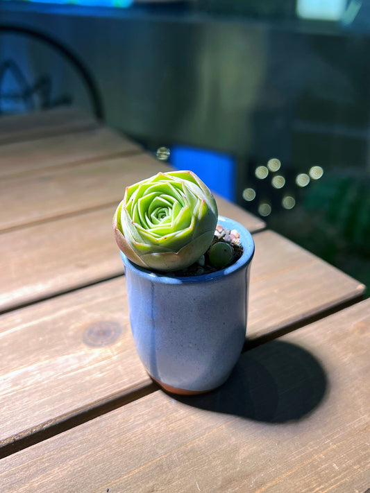 Mountain Rose in Sea Blue Ceramic Pot