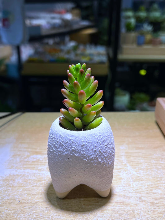 Jelly Bean Plant in Triangular Based Pot