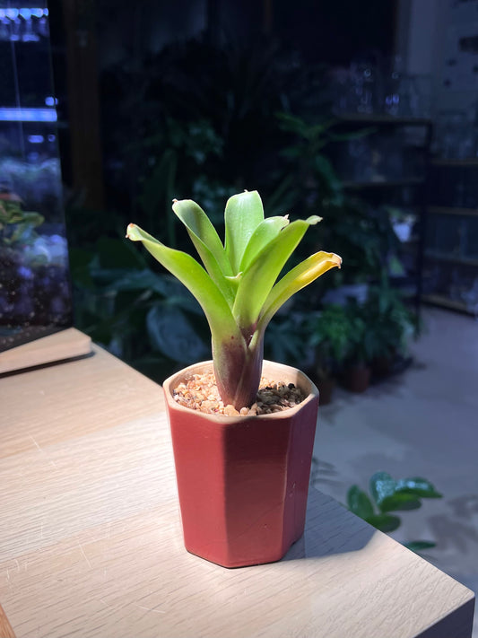 Bromeliad in Ceramic Pot