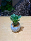 Bromeliad in Marble Polygonal Pot