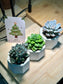 Festive Succulent in Concrete Pot with Christmas Wish Card