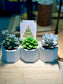 Festive Succulent in Concrete Pot with Christmas Wish Card