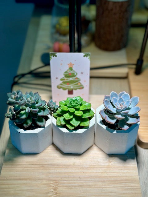 Festive Succulent in Concrete Pot with Christmas Wish Card