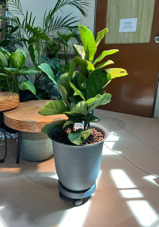 Fiddle Leaf Fig (琴叶榕）