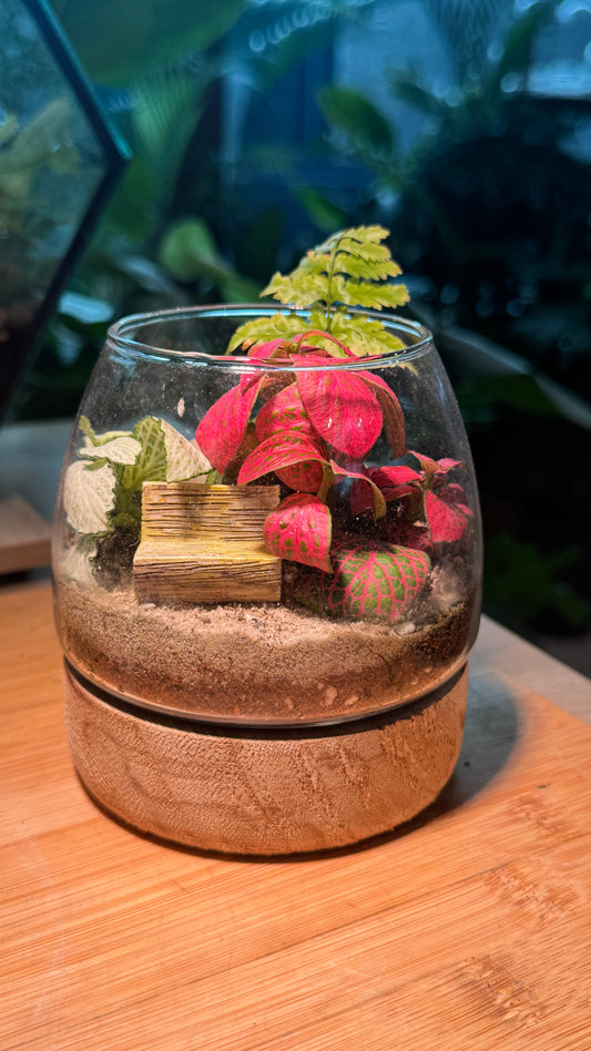 Fittonia and Fern Arrangement in Muji Glass with Wooden Base
