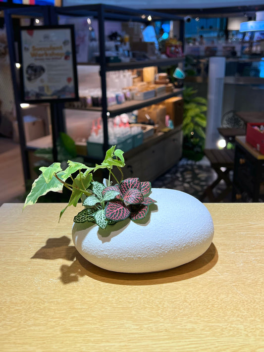 Indoor Plant Arrangement in White Pebble Pot