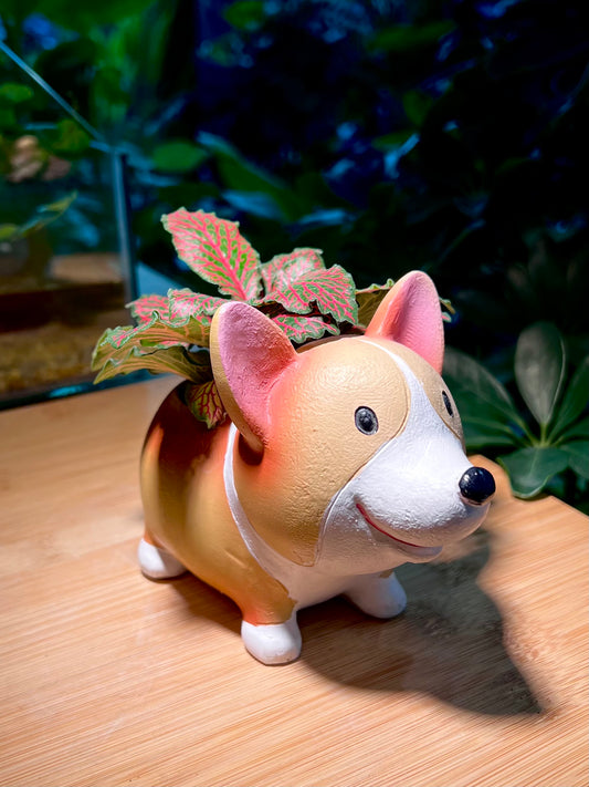 Red Vein Fittonia in Adorable Doggie Pot