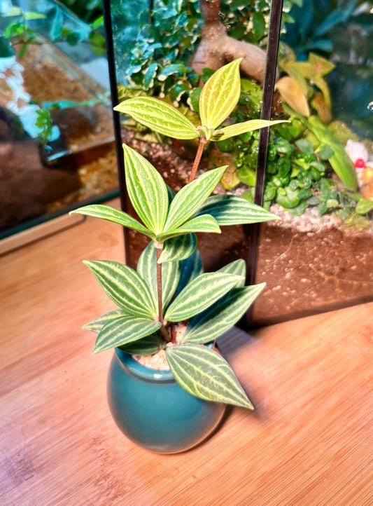 Peperomia Tetragona in Emerald Pot 💚