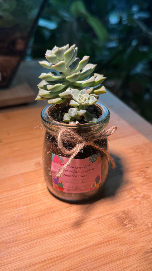 Pudding Jar Succulent Terrarium DIY Kit