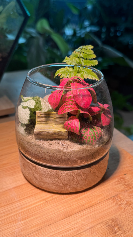 Fittonia and Fern Arrangement in Muji Glass with Wooden Base