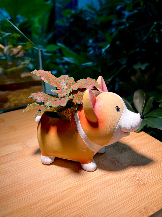 Red Vein Fittonia in Adorable Doggie Pot