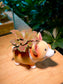 Red Vein Fittonia in Adorable Doggie Pot
