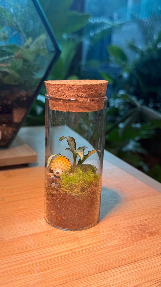 Cylindrical Covered Glass Indoor Plant Terrarium (M) DIY Kit