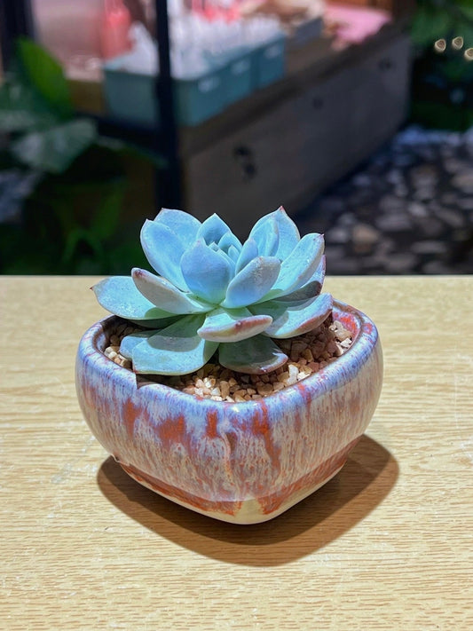 Echeveria Laui in Decorative Claypot