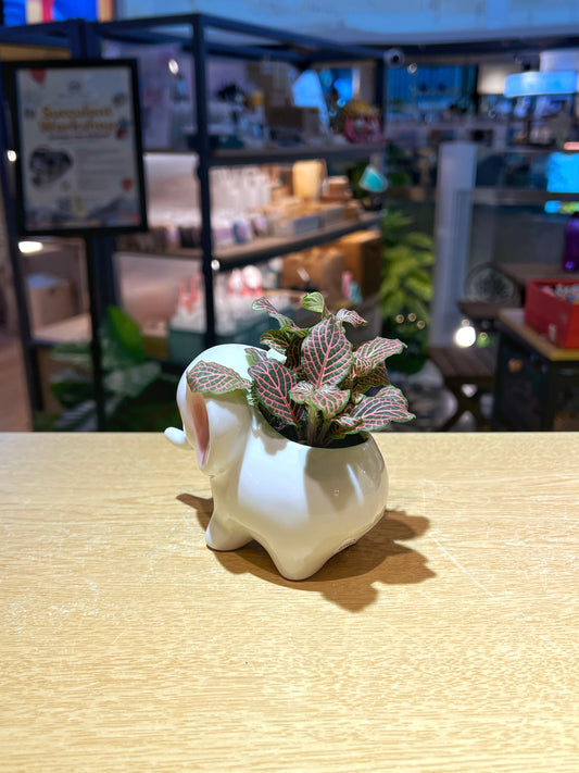 Fittonia in Cutie Elephant Pot