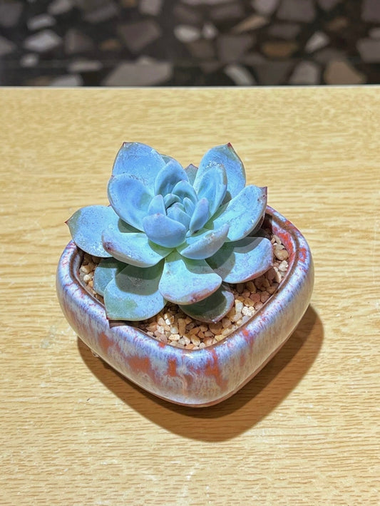 Echeveria Laui in Decorative Claypot