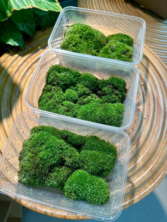 Green Moss for Decor and Terrariums