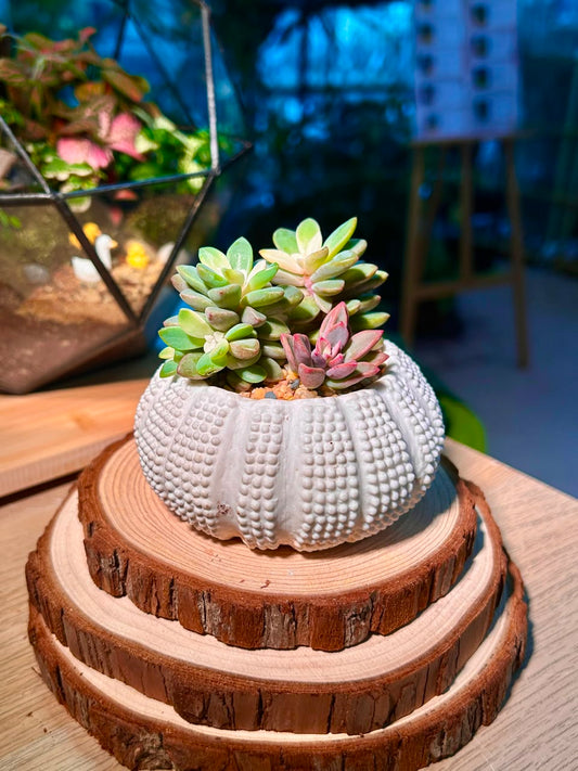 Echeveria Manaudes (Succulent) in a Sea Urchin Ceramic Pot