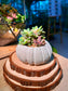 Echeveria Manaudes (Succulent) in a Sea Urchin Ceramic Pot