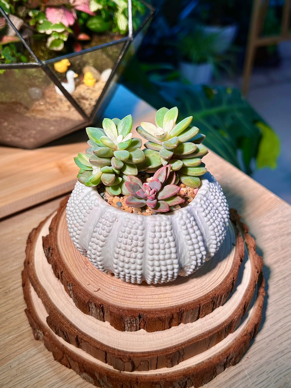 Echeveria Manaudes (Succulent) in a Sea Urchin Ceramic Pot