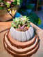 Echeveria Manaudes (Succulent) in a Sea Urchin Ceramic Pot