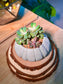 Echeveria Manaudes (Succulent) in a Sea Urchin Ceramic Pot
